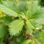 Centratherum punctatum Folla