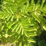 Kalanchoe prolifera Blad