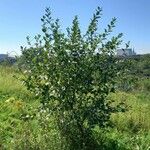 Salix aurita Habit