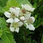 Rubus caesius Blüte