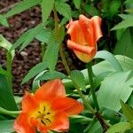 Tulipa fosteriana Λουλούδι