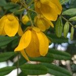 Senna occidentalis Λουλούδι