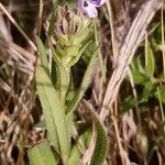 Prunella hyssopifolia Yeri