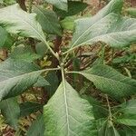 Gymnanthemum amygdalinum Leaf