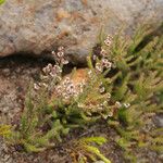 Erica galioides Flor