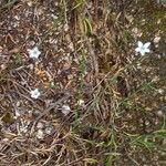 Petrorhagia saxifraga Habit