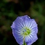 Linum usitatissimumFlower