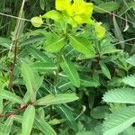 Euphorbia wallichii Casca