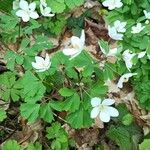 Isopyrum thalictroides Folha