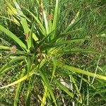 Eryngium paniculatum Levél