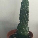 Consolea rubescens Hoja