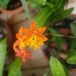 Epidendrum radicansFleur