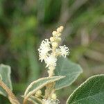 Croton flavens Blomma