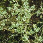 Callitriche brutia Likasa
