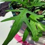 Solanum aviculare 葉