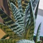 Aloe variegata Φύλλο