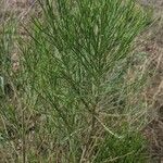 Baccharis sarothroides Hoja