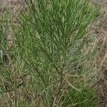 Baccharis sarothroides Leaf