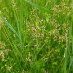 Juncus subnodulosus Frucht