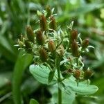 Hypericum tetrapterum Фрукт