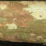 Lecythis idatimon Bark