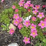 Saxifraga oppositifolia Flower