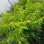 Rhus glabra Hábito