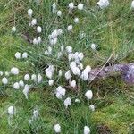 Eriophorum scheuchzeri Mosusu