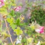 Anisodontea capensis Feuille