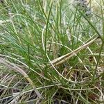 Festuca gautieri Leaf