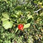 Ribes cereum Plod