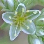 Scleranthus perennis Blomst
