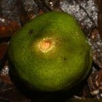 Eugenia wentii Fruit