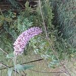 Buddleja davidiiCvet