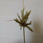 Cyperus conglomeratus 果実