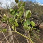 Carissa spinarum Leaf