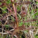 Pedicularis palustris പുറംതൊലി