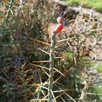 Cylindropuntia leptocaulis Фрукт