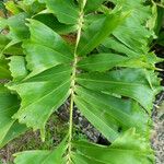 Aiphanes horrida Leaf