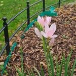 Hesperantha coccinea 花