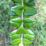 Rhaphithamnus spinosus Hoja