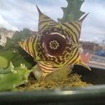 Huernia zebrina Flower