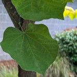 Cercis canadensisList