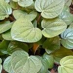 Peperomia albovittata ഇല