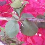 Bougainvillea spectabilis Liść