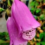 Digitalis thapsi പുഷ്പം