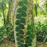 Monstera dubia Ліст