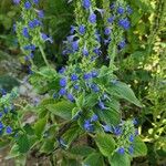 Salvia hispanica Агульны выгляд