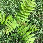 Rhus glabra Hoja