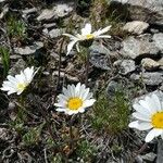 Leucanthemopsis alpina 花